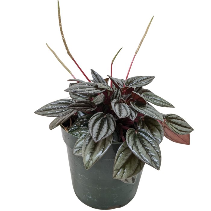 Peperomia 'San Marino'