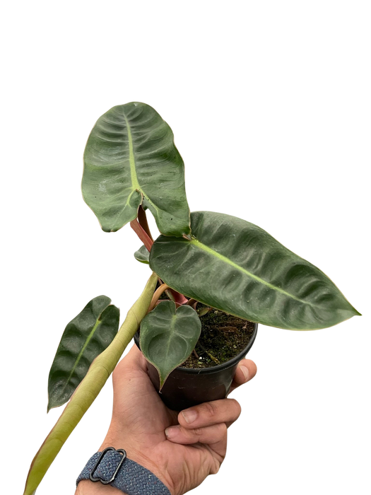 billie philodendron Philodendron 'Billietiae' | Indoor Plant | Tropical Plant | Potted Plant