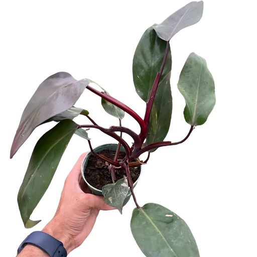 pink princess philodendron reverted Philodendron 'Burgundy Princess' (Reverted Pink Princess) - B-Grade | Indoor Plant | Tropical Plant | Potted Plant