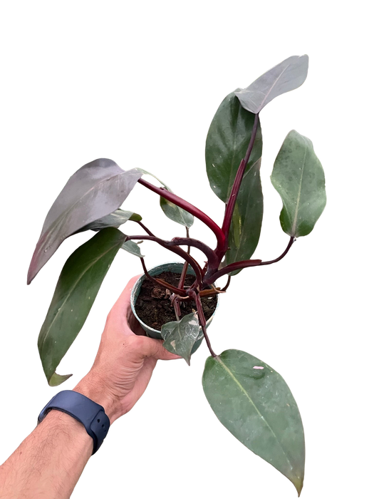 burgundy philodendron Philodendron 'Burgundy Princess' (Reverted Pink Princess) - B-Grade | Indoor Plant | Tropical Plant | Potted Plant