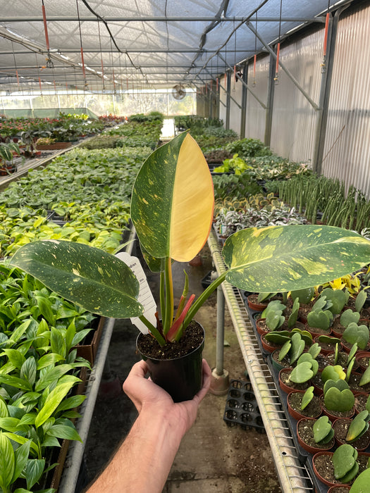 Philodendron 'Congo Green Variegated'
