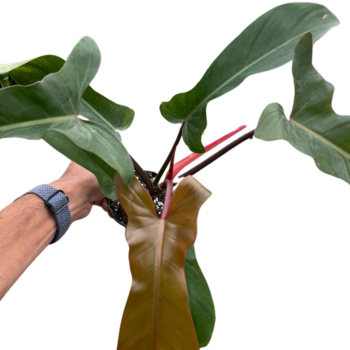 philodendron bronze Philodendron 'Florida Bronze' | Indoor Plant | Tropical Plant | Potted Plant