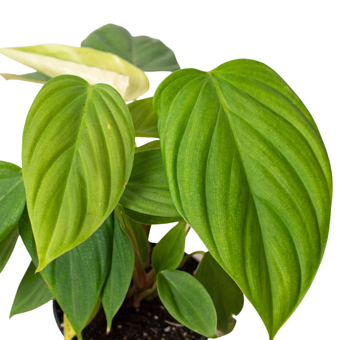 philodendron with fuzzy stem Philodendron 'Fuzzy Petiole' | Indoor Plant | Tropical Plant | Potted Plant
