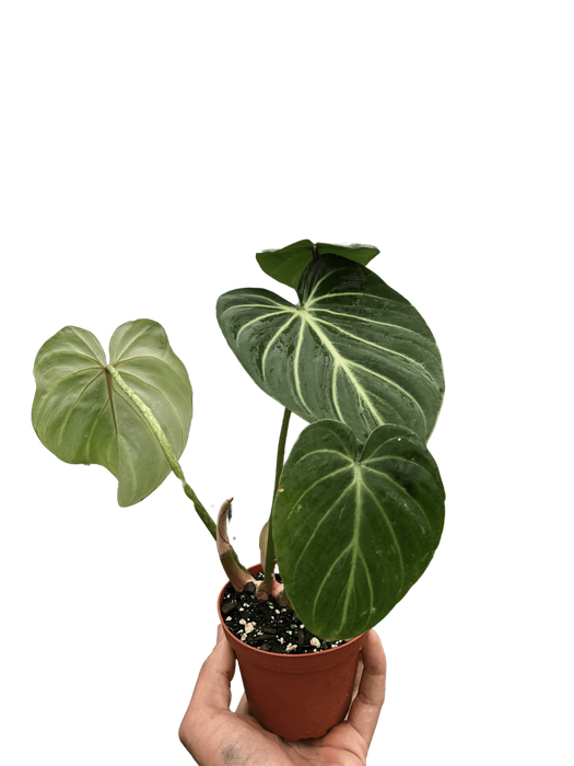 philodendron zebra gloriosum Philodendron Gloriosum 'Zebra' | Indoor Plant | Tropical Plant | Potted Plant