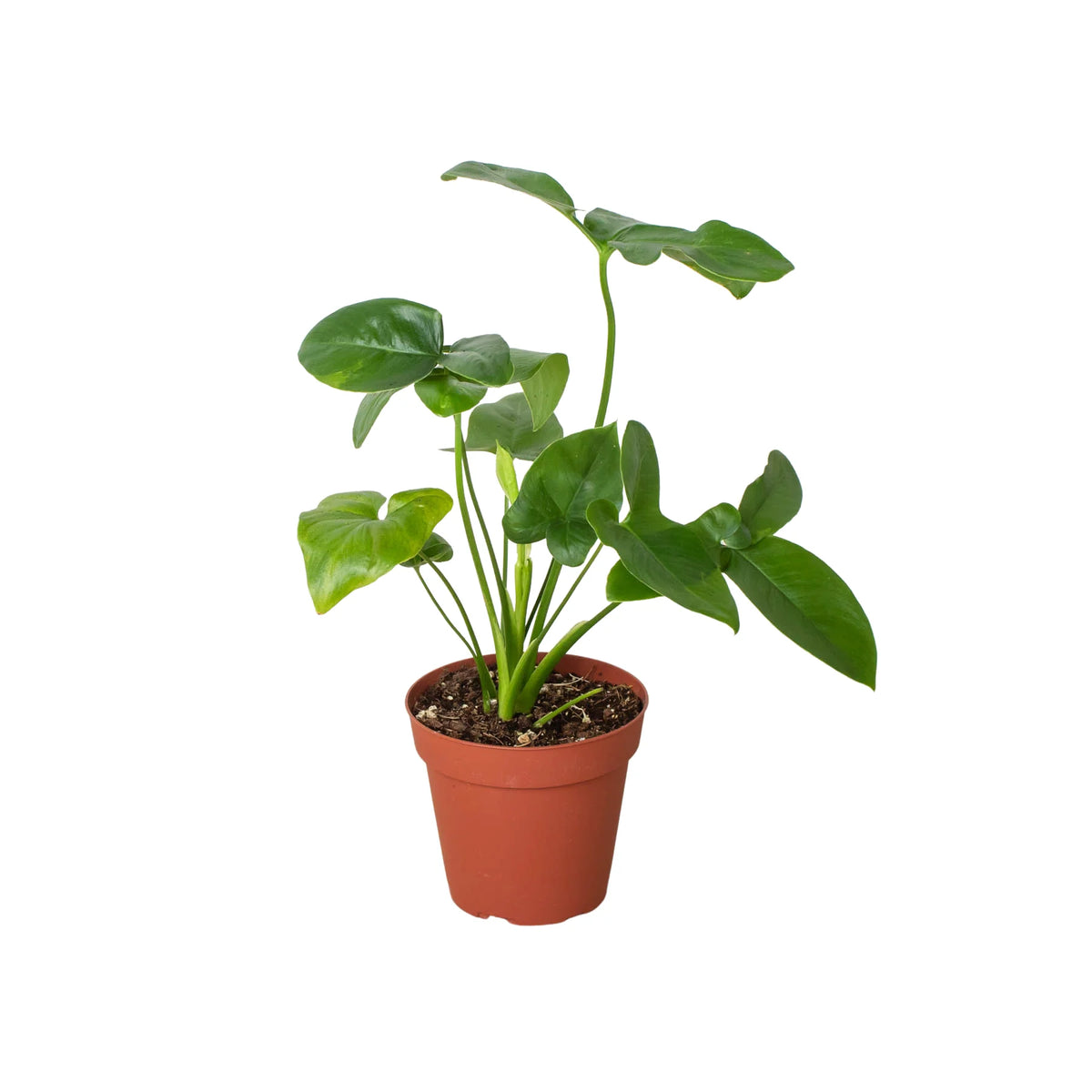 philodendron goeldii plant shipping Philodendron ''Goeldii' | Indoor Plant | Tropical Plant | Potted Plant