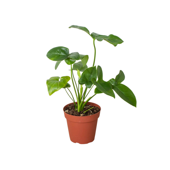 philodendron geoldii Philodendron ''Goeldii' | Indoor Plant | Tropical Plant | Potted Plant