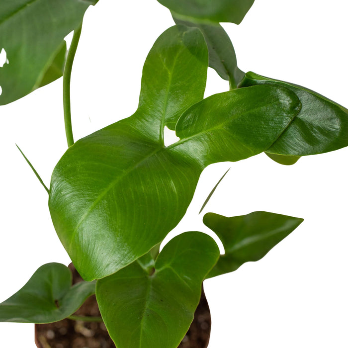 philodendron goeldii plant shipping Philodendron ''Goeldii' | Indoor Plant | Tropical Plant | Potted Plant