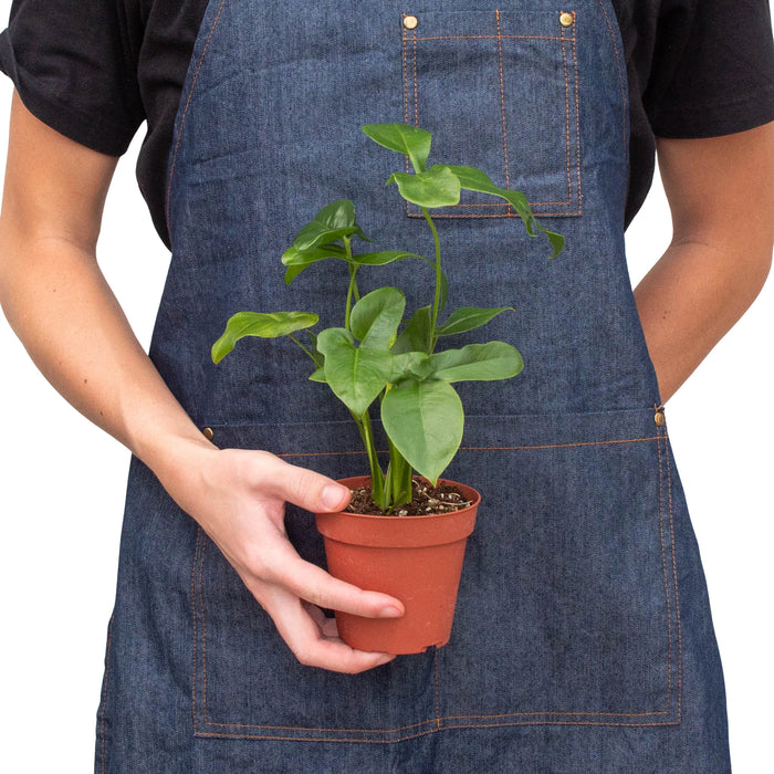 philodendron goeldii new name Philodendron ''Goeldii' | Indoor Plant | Tropical Plant | Potted Plant