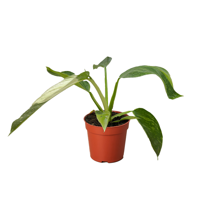 Philodendron Jose Bueno