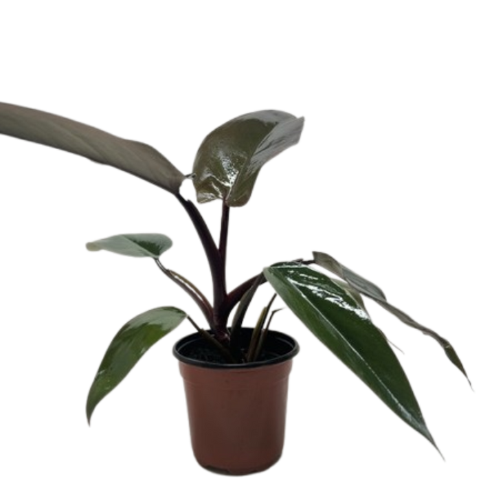 Philodendron Majesty