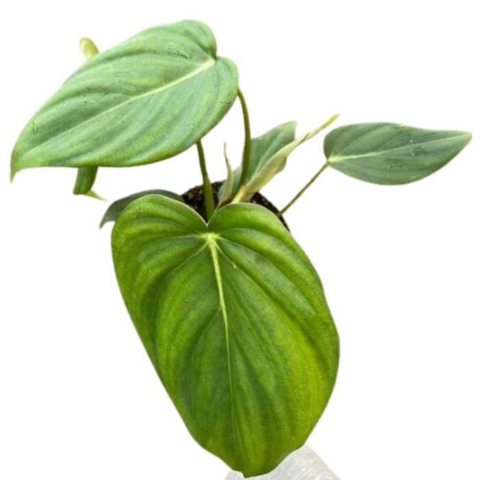 Philodendron 'Mcdowell'