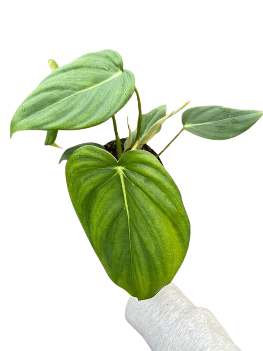 mcdowell philodendron Philodendron 'Mcdowell'