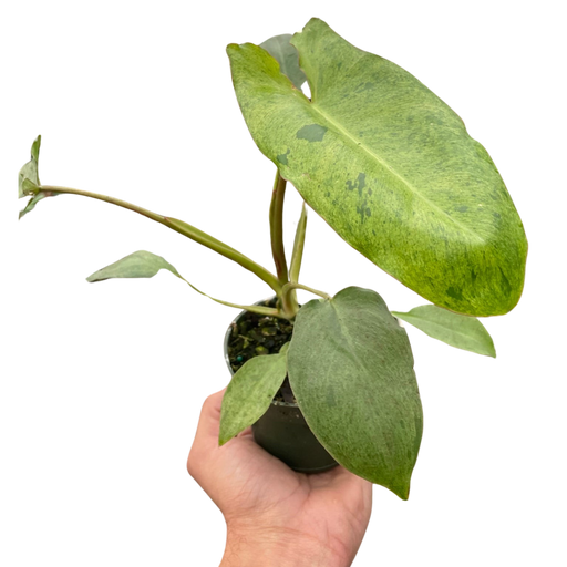 philodendron marina ruy barbosa Philodendron 'Paraiso Verde' | Indoor Plant | Tropical Plant | Potted Plant