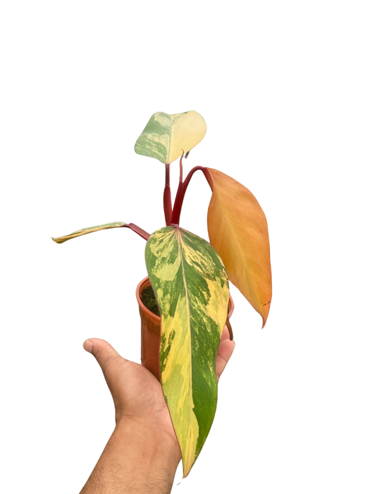 philodendron erubescens strawberry shake Philodendron 'Strawberry Shake'