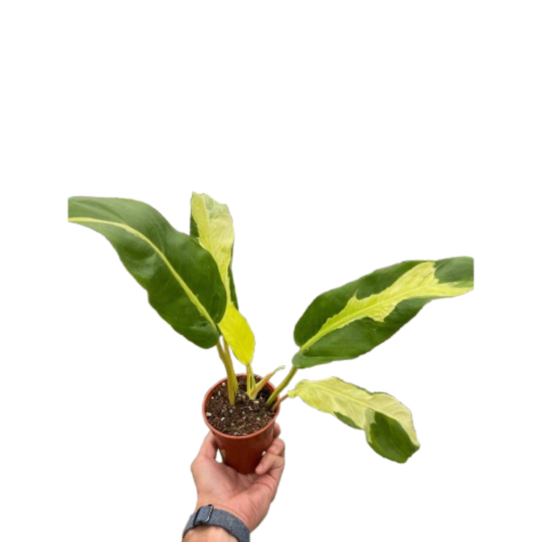 Philodendron 'Thai Sunrise' | Indoor Plant | Tropical Plant | Potted Plant 