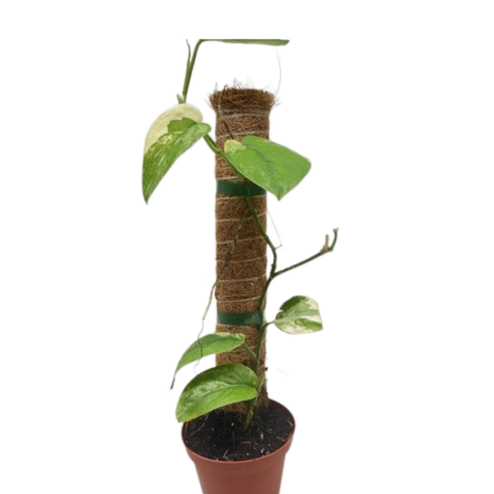 Pothos Jade Satin Albo