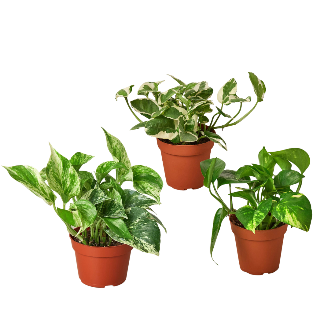 pothos colors 3 Pothos Variety Pack / 4