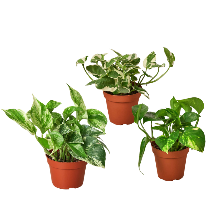 live pothos plant 3 Pothos Variety Pack / 4" Pot / Live Plant / Home and Garden Plants