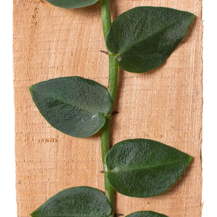 shingle plant indoor Rhaphidophora 'Hayi' (Shingle Plant)| Indoor Plant | Tropical Plant | Potted Plant
