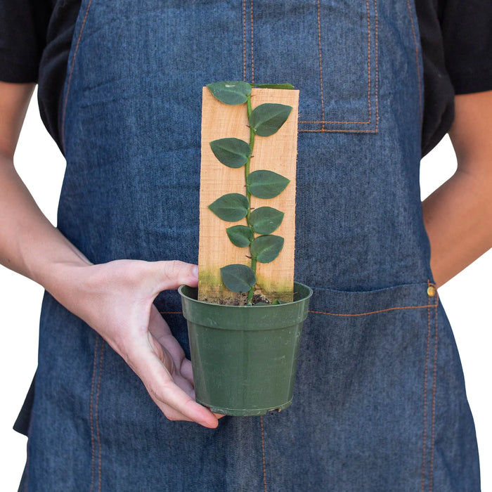 shingle plant indoor Rhaphidophora 'Hayi' (Shingle Plant)| Indoor Plant | Tropical Plant | Potted Plant