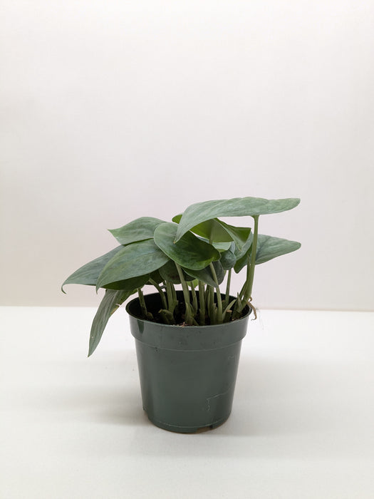 Scindapsus Platinum Java