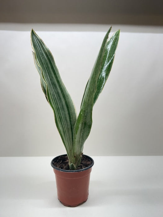 sansevieria siam silver Snake Plant 'Sayuri' | Indoor Plant | Tropical Plant | Potted Plant