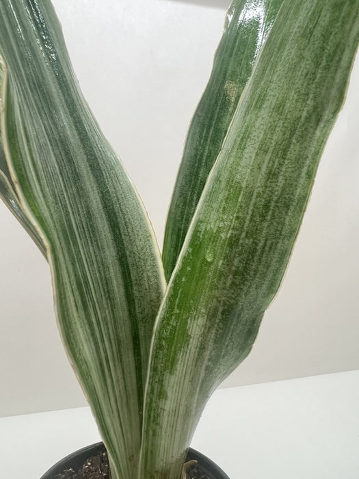 snake plant sayuri Snake Plant 'Sayuri' | Indoor Plant | Tropical Plant | Potted Plant