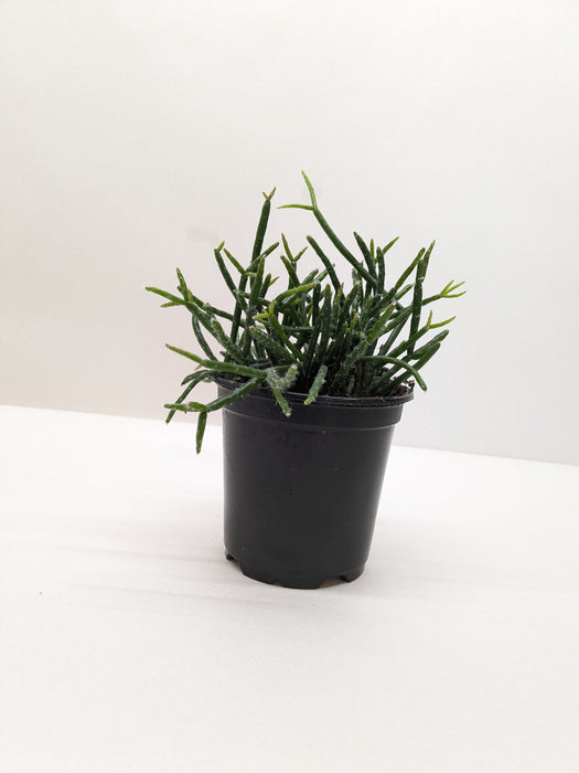 Succulent Cactus 'Mistletoe'