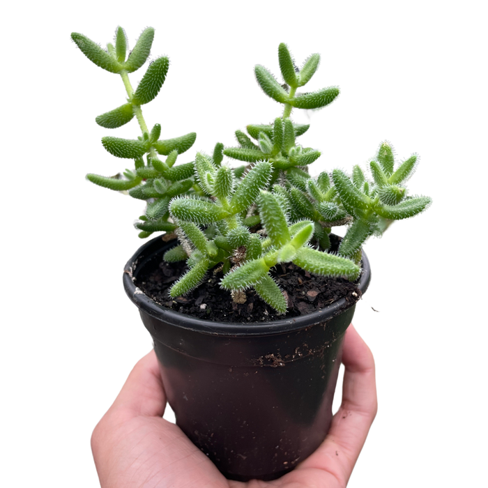 Delosperma echinatum 'Pickle Plant'