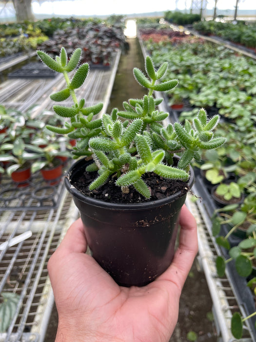Delosperma echinatum 'Pickle Plant'