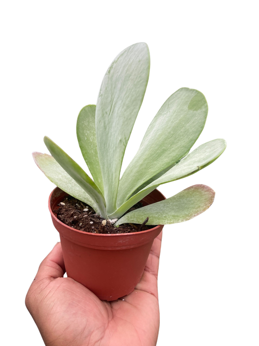 flapper jack succulent Succulent Kalanchoe 'Flap Jack'