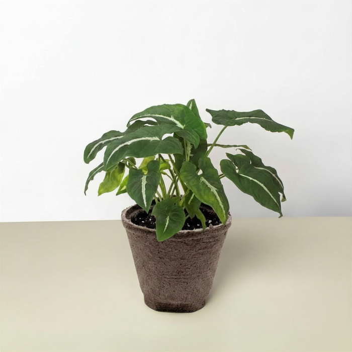 Syngonium wendlandii 'Black Velvet'