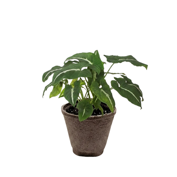 Syngonium wendlandii 'Black Velvet'