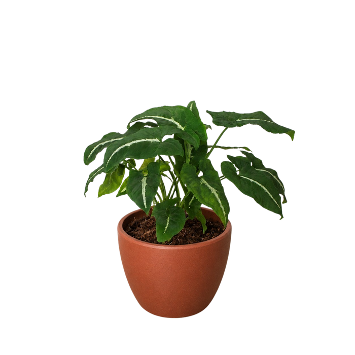 Syngonium wendlandii 'Black Velvet'