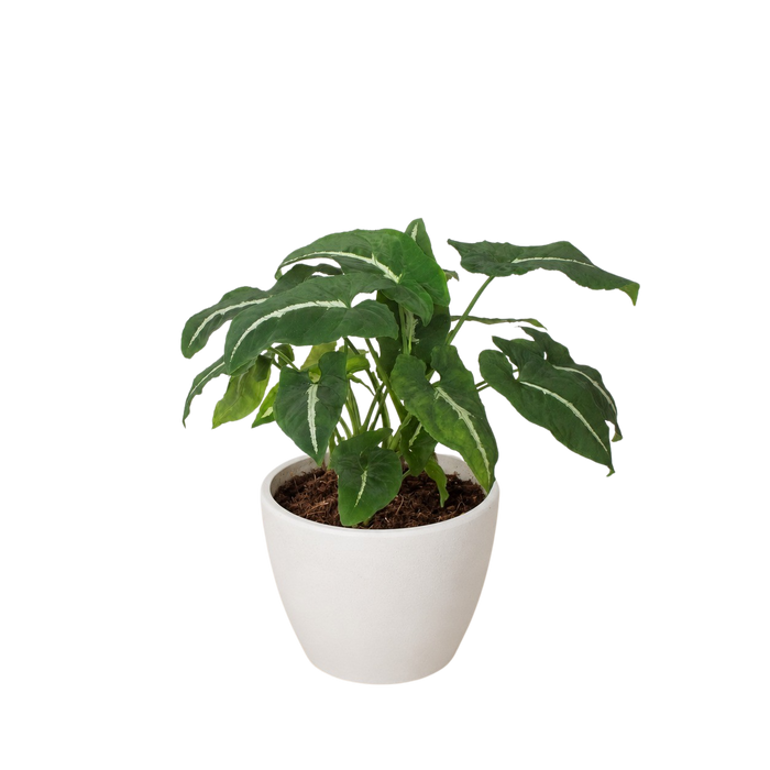 Syngonium wendlandii 'Black Velvet'