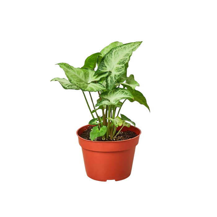 Syngonium 'White Butterfly'
