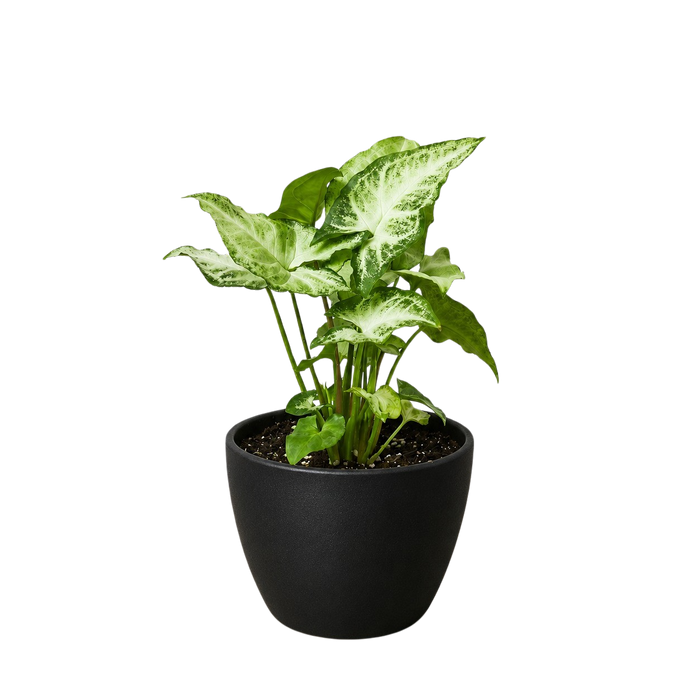 Syngonium 'White Butterfly'