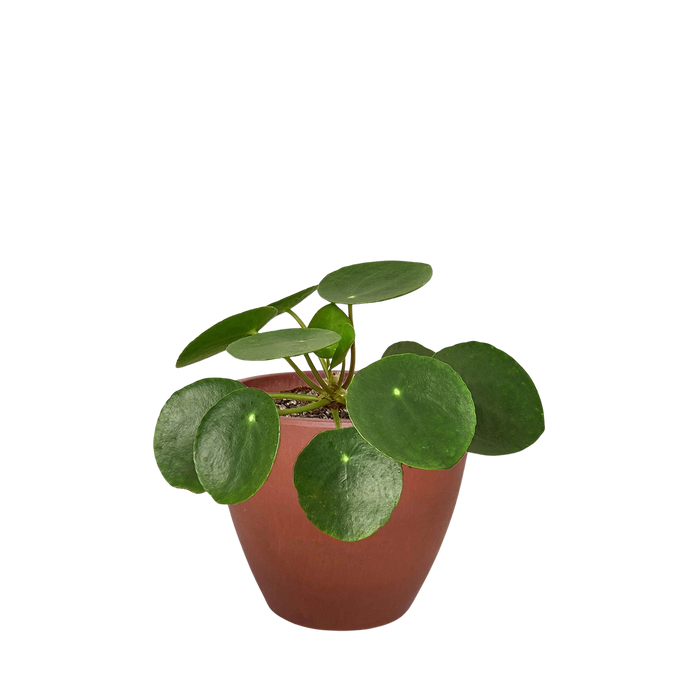 Pilea Peperomioides 'Chinese Money'