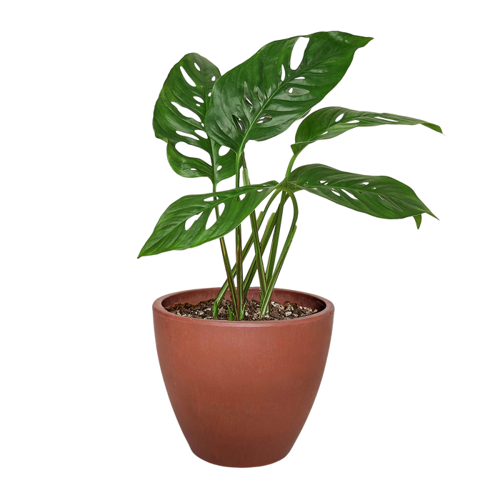 Monstera Adansonii 'Swiss Cheese'