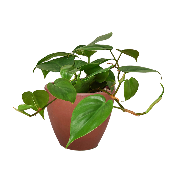 heart leaf philodendron cordatum Philodendron Cordatum Heartleaf
