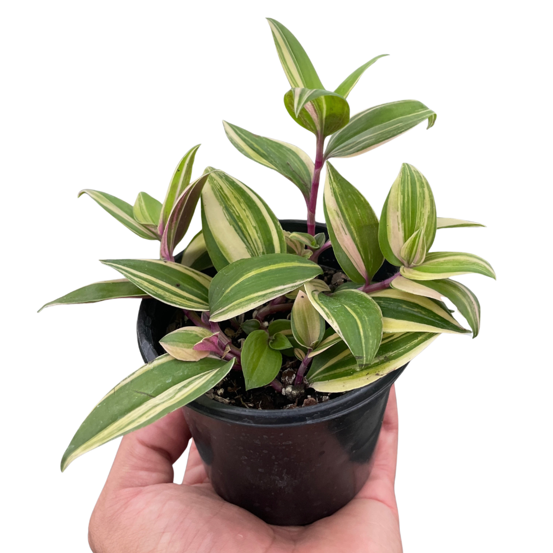 Tradescantia 'Tricolor' — House Plant Dropship