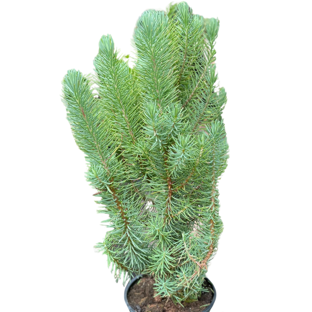fir tree house plant Blue Pine Trees