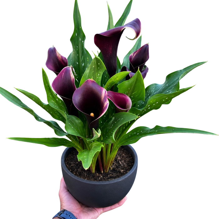 Calla Lily