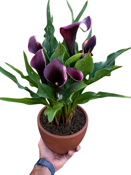 Calla Lily