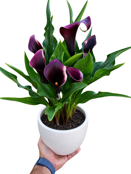 Calla Lily