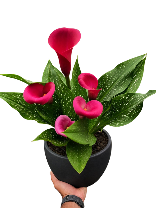 Calla Lily