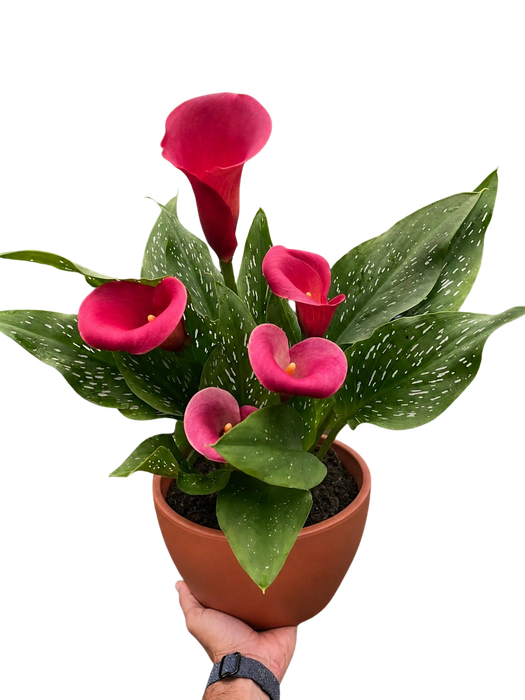 Calla Lily
