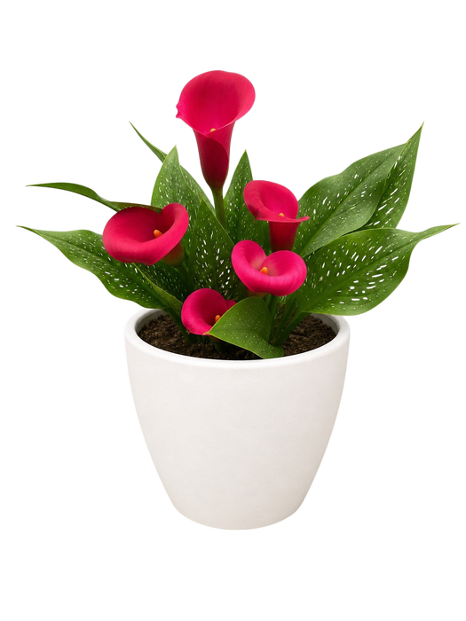 Calla Lily