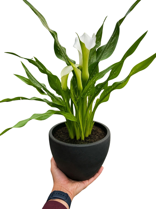 Calla Lily