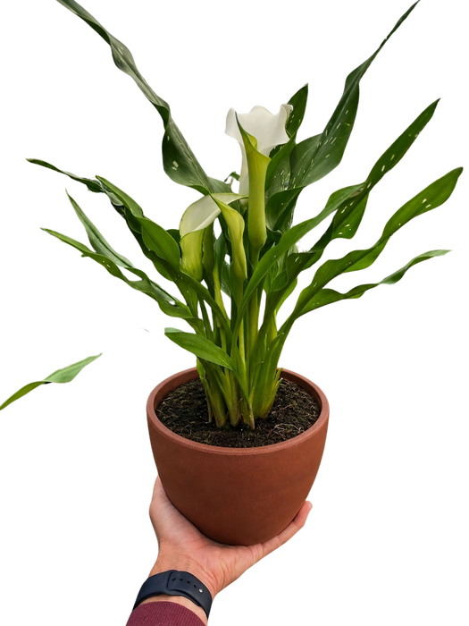 Calla Lily